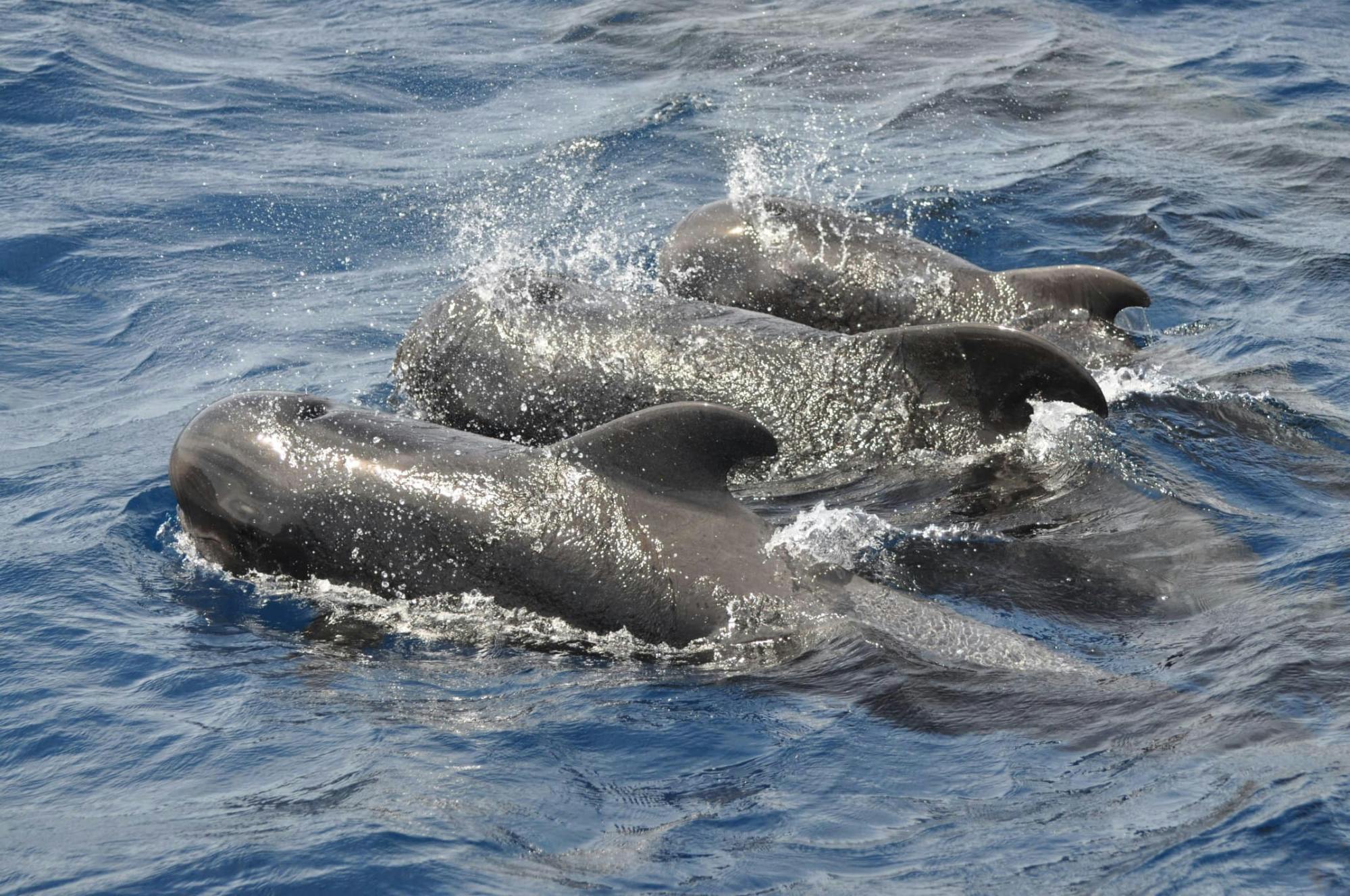 Aphrodite Gulet Sailboat Cruise in Fuerteventura