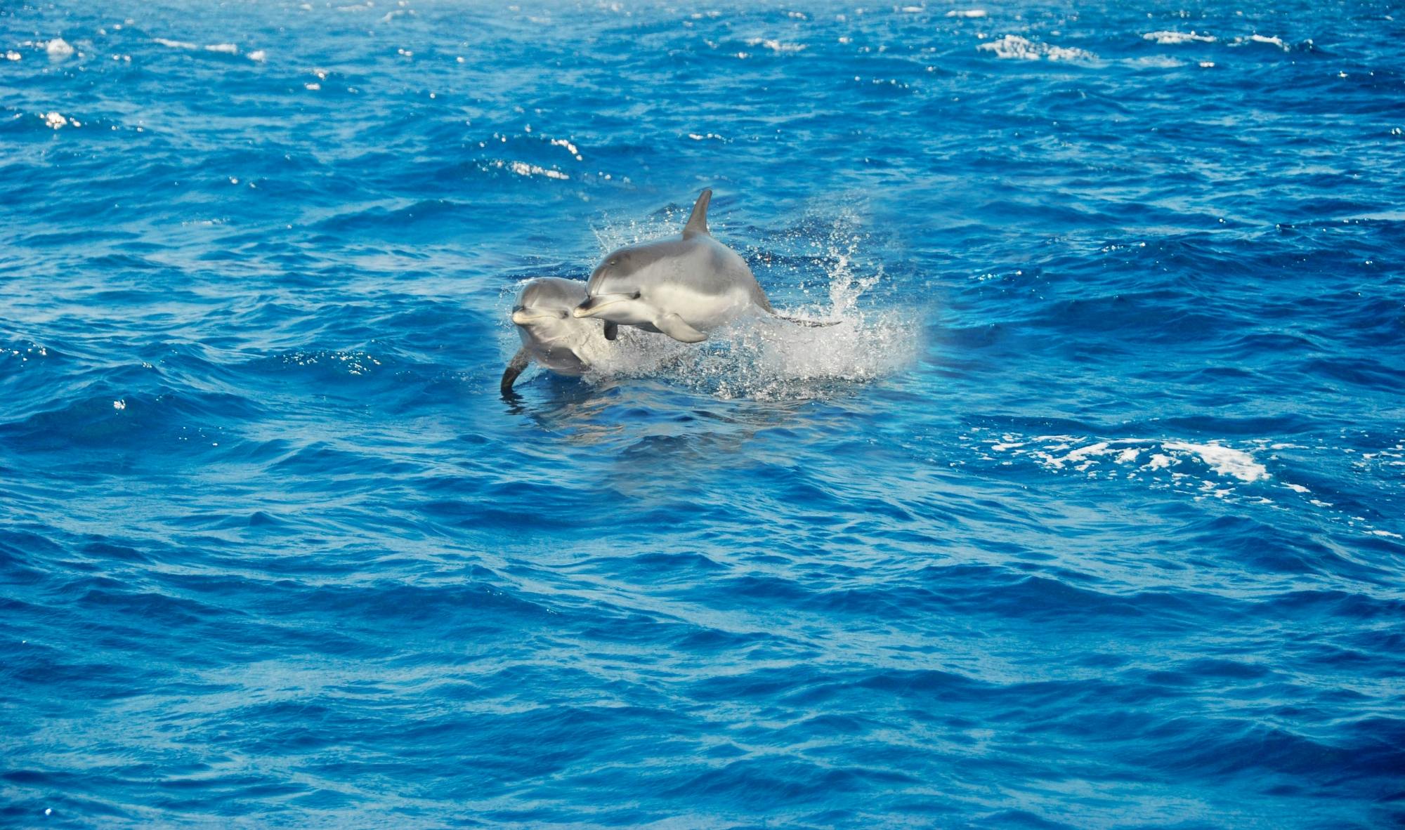 Magic Catamaran Cruise to the South