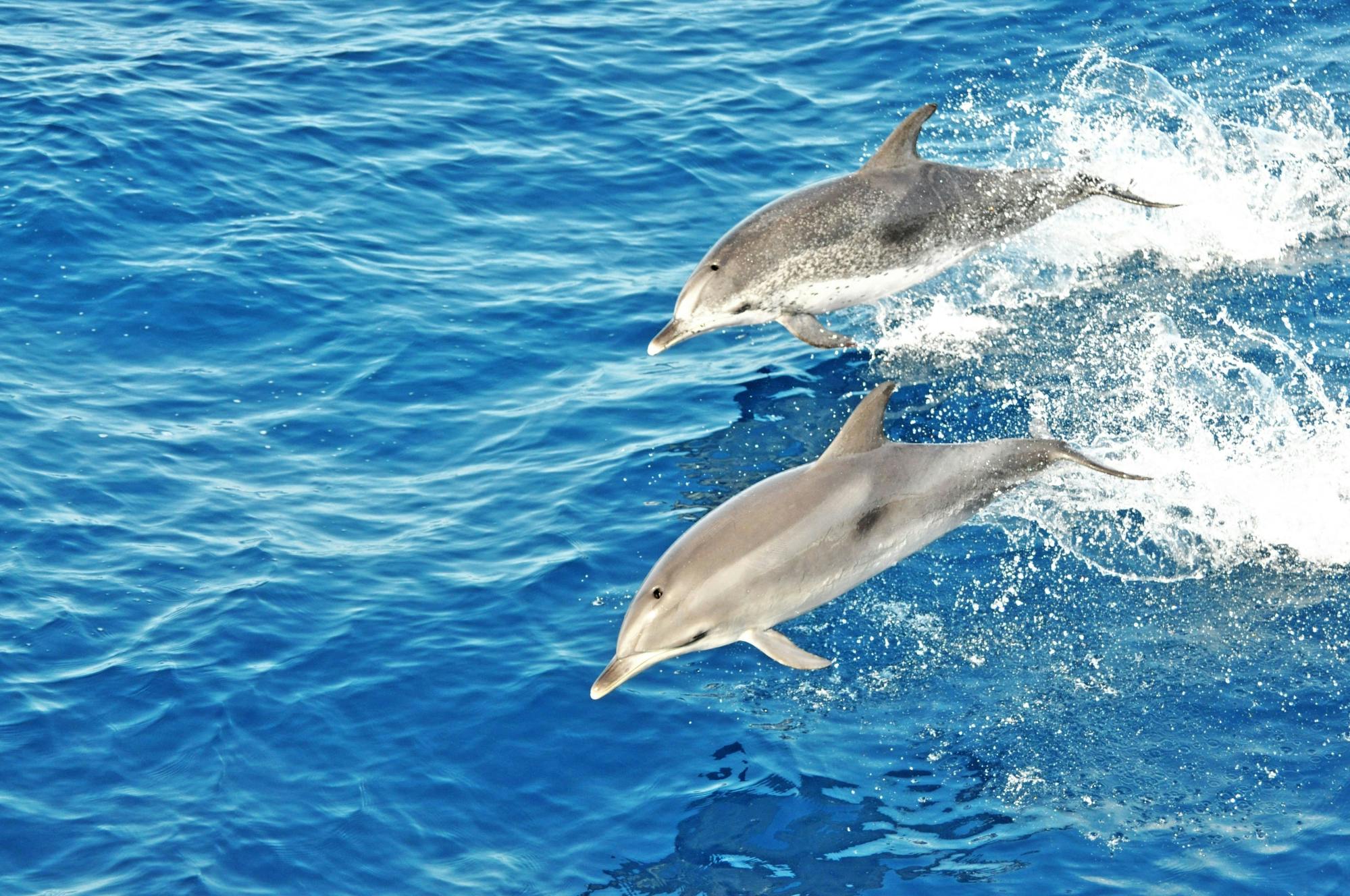 Jandia bådtur med delfinkigning på Fuerteventura