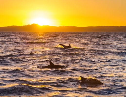 Boottocht om dolfijnen te spotten bij zonsondergang vanuit Giardini-Naxos