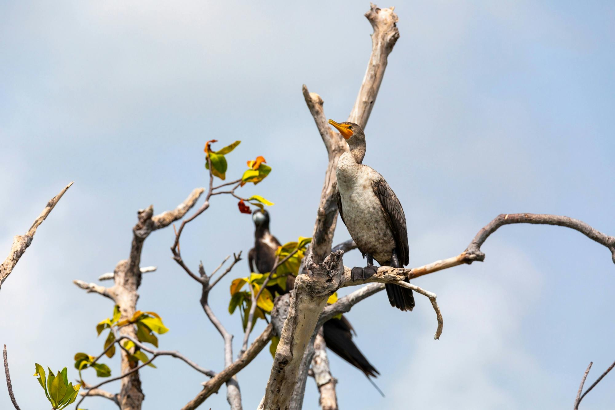 Sian Ka’an Reserve Tour with Boat Trip