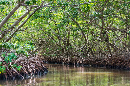 Sian Ka’an Reserve Tour with Boat Trip