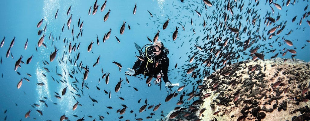 Scuba Plus Boat Tour & Snorkel
