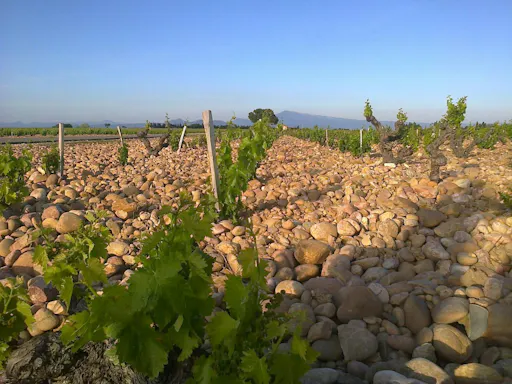 Tour of Orange and wine-tasting at Chateauneuf-du-Pape-1