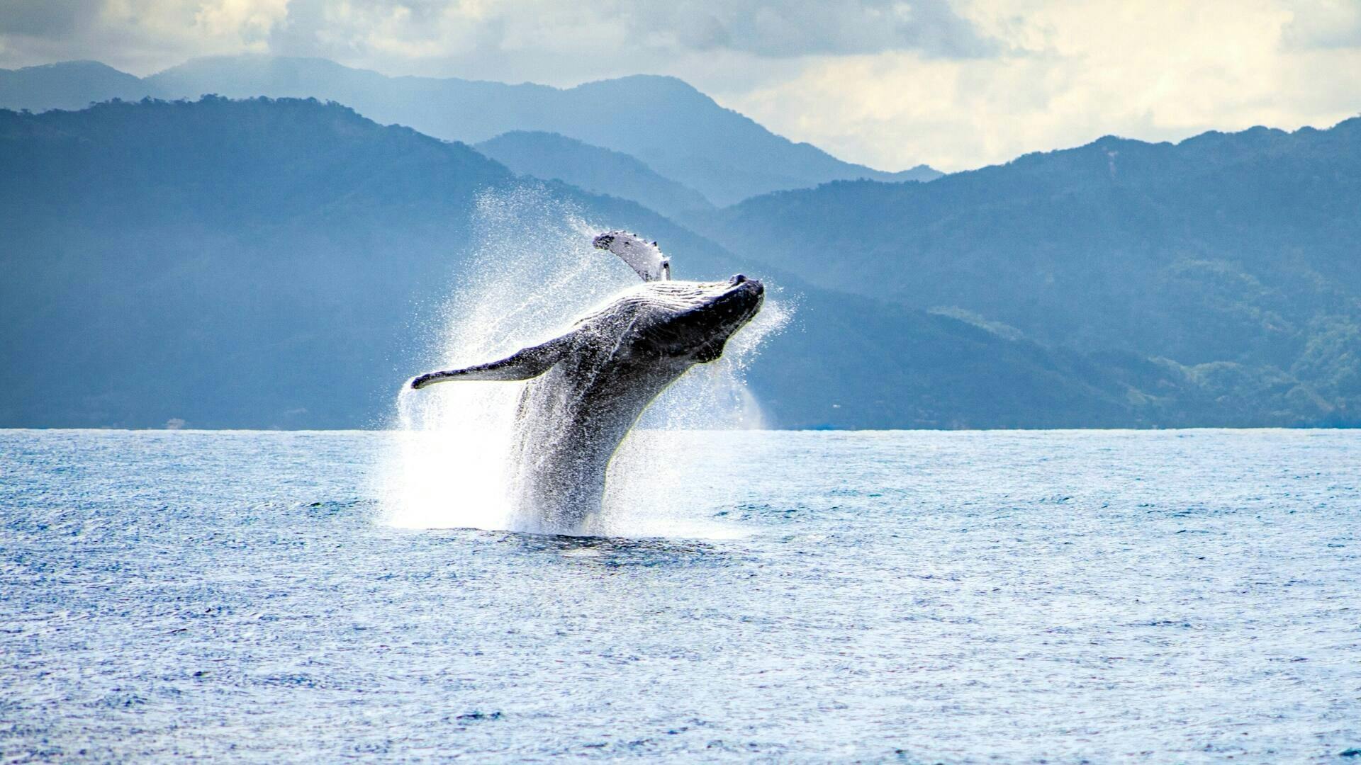 Wycieczka katamaranem z obserwowaniem wielorybów z Puerto Vallarta