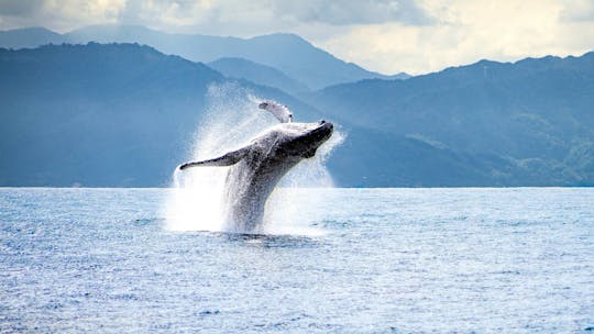 Wycieczka katamaranem z obserwowaniem wielorybów z Puerto Vallarta