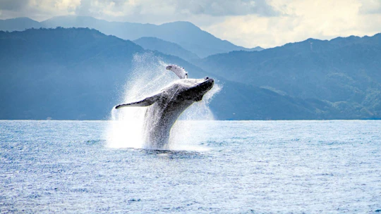 Puerto Vallarta whale-watching catamaran tour