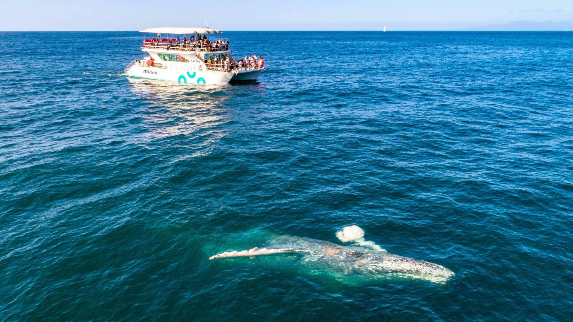 Puerto Vallarta Whale Watching Catamaran Tour