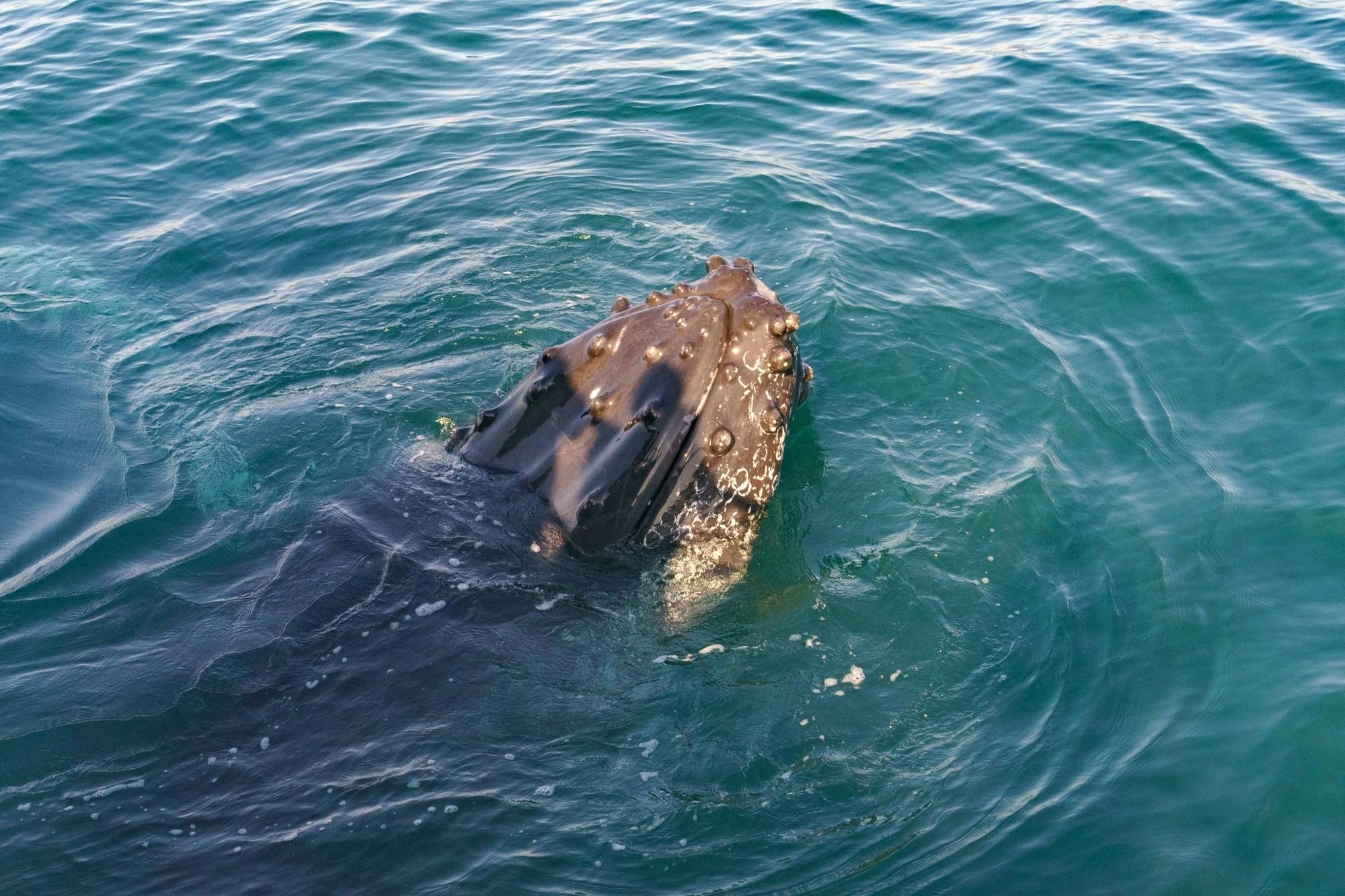 Puerto Vallarta Whale Watching Catamaran Tour