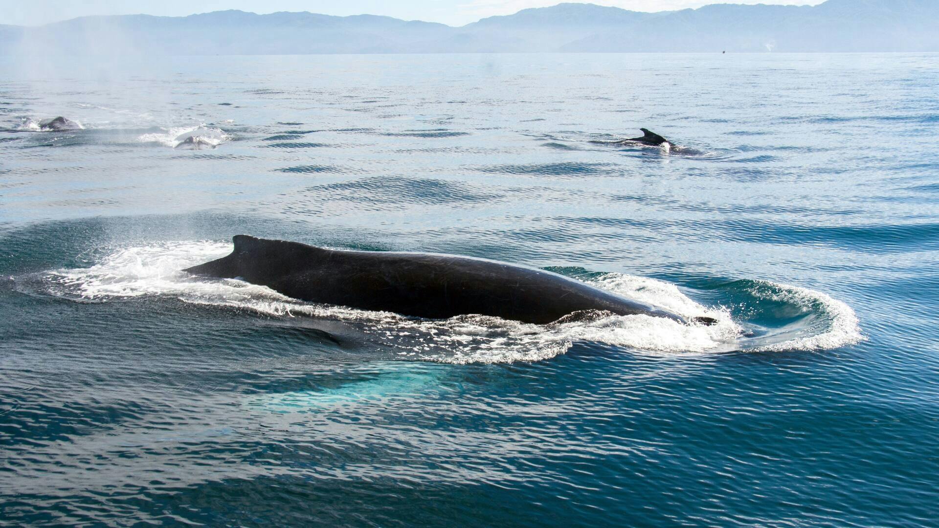 Puerto Vallarta Whale Watching Catamaran Tour