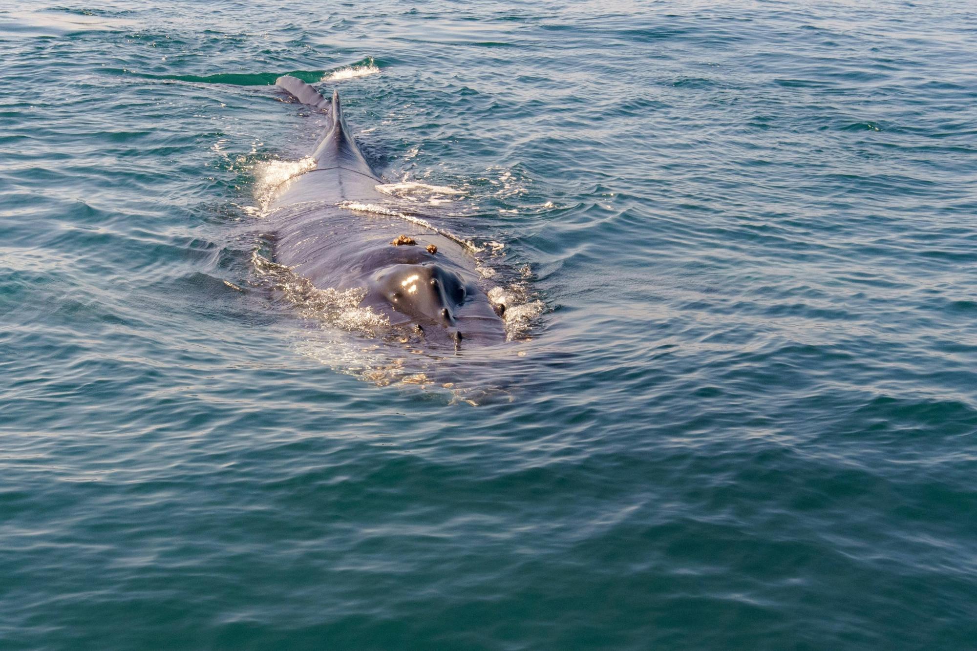 Puerto Vallarta Whale Watching Catamaran Tour