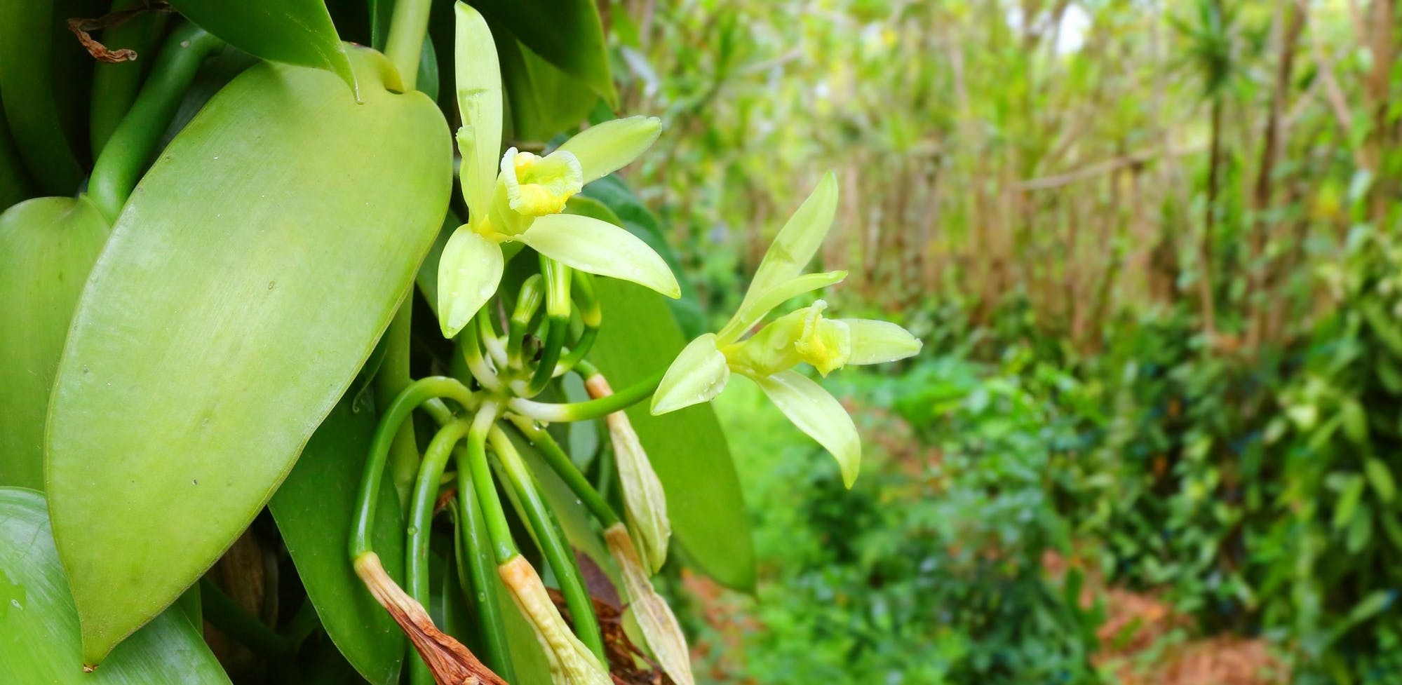 Tour Privado à Plantação de Especiarias do The Mora Zanzibar