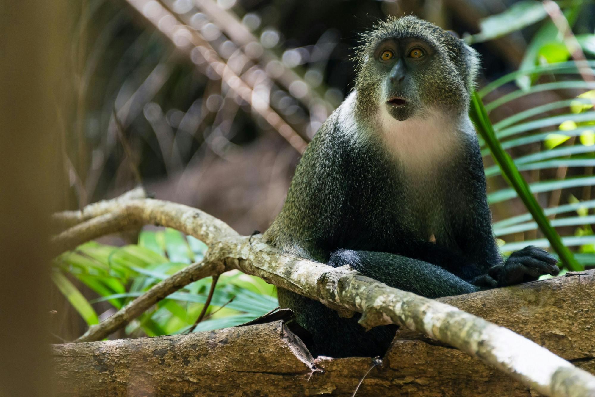 Excursão privada à floresta, caverna e aventura na vila de Jozani saindo de The Mora Zanzibar