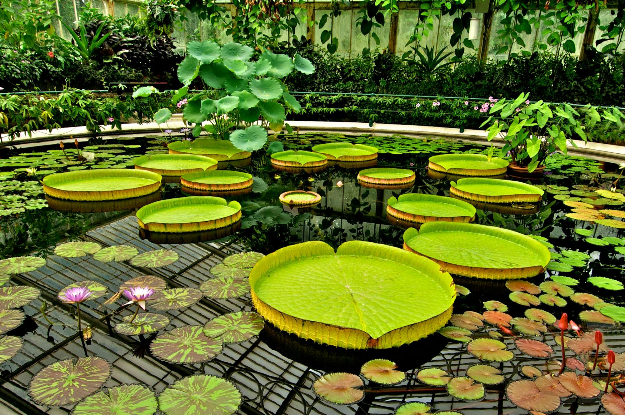 Visite guidée à pied des monuments de Londres avec accès aux jardins de Kew