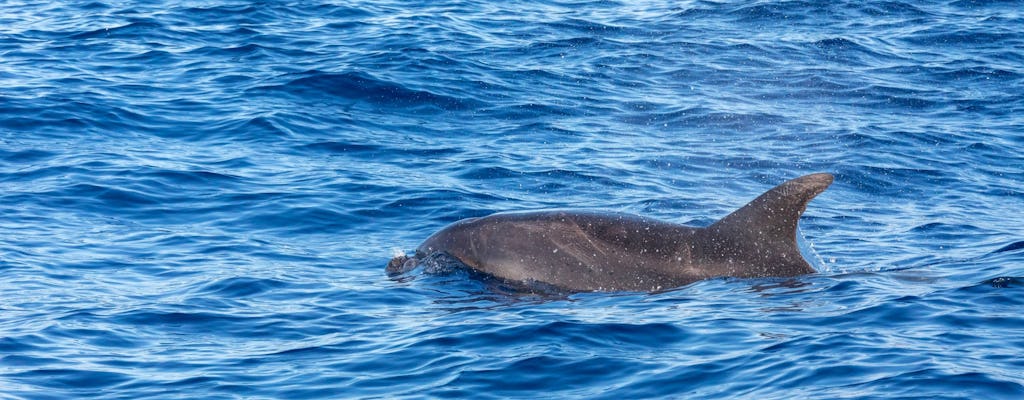 Dolphin watching sunset cruise with aperitif