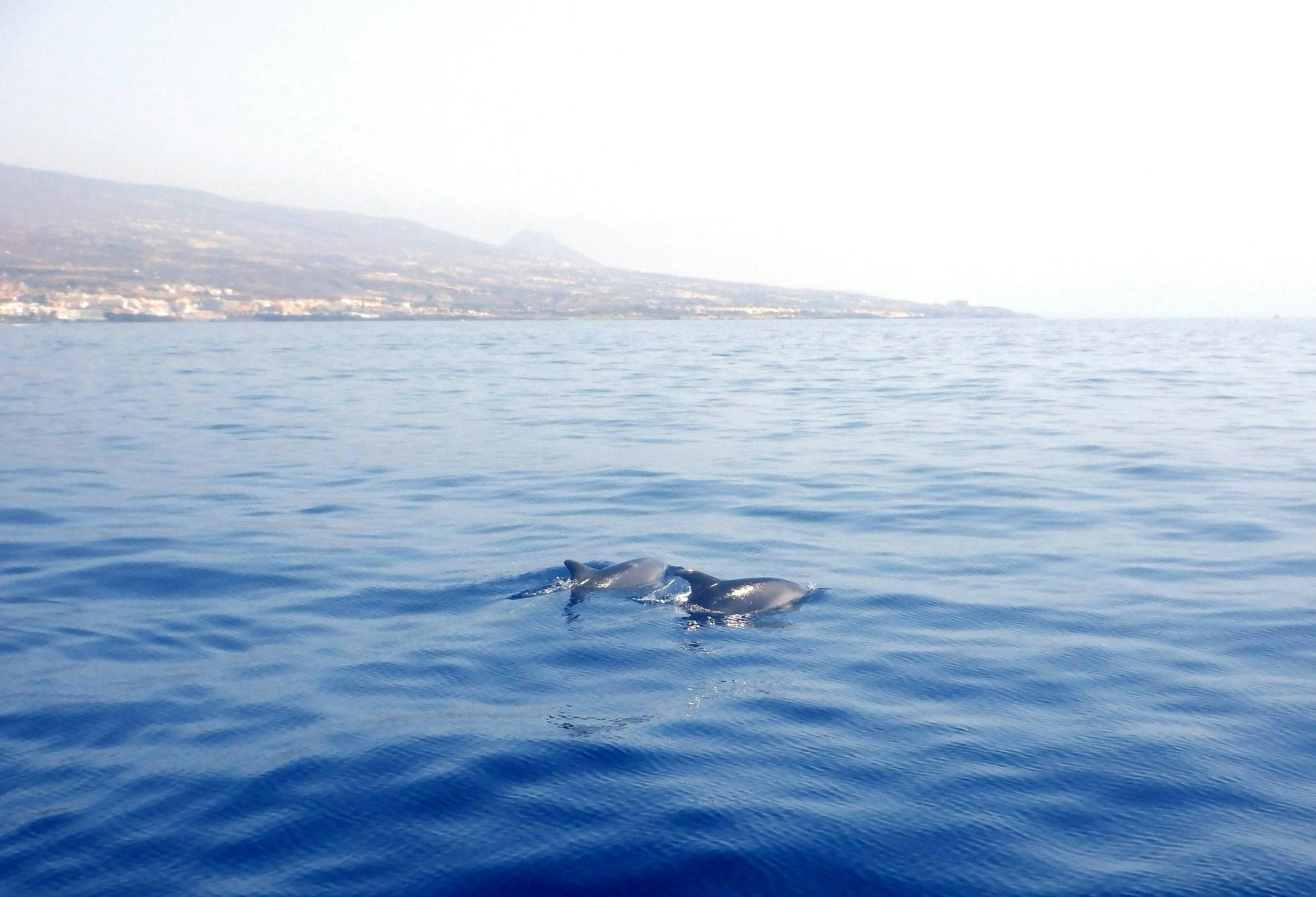 Dolphin Watching Cruise