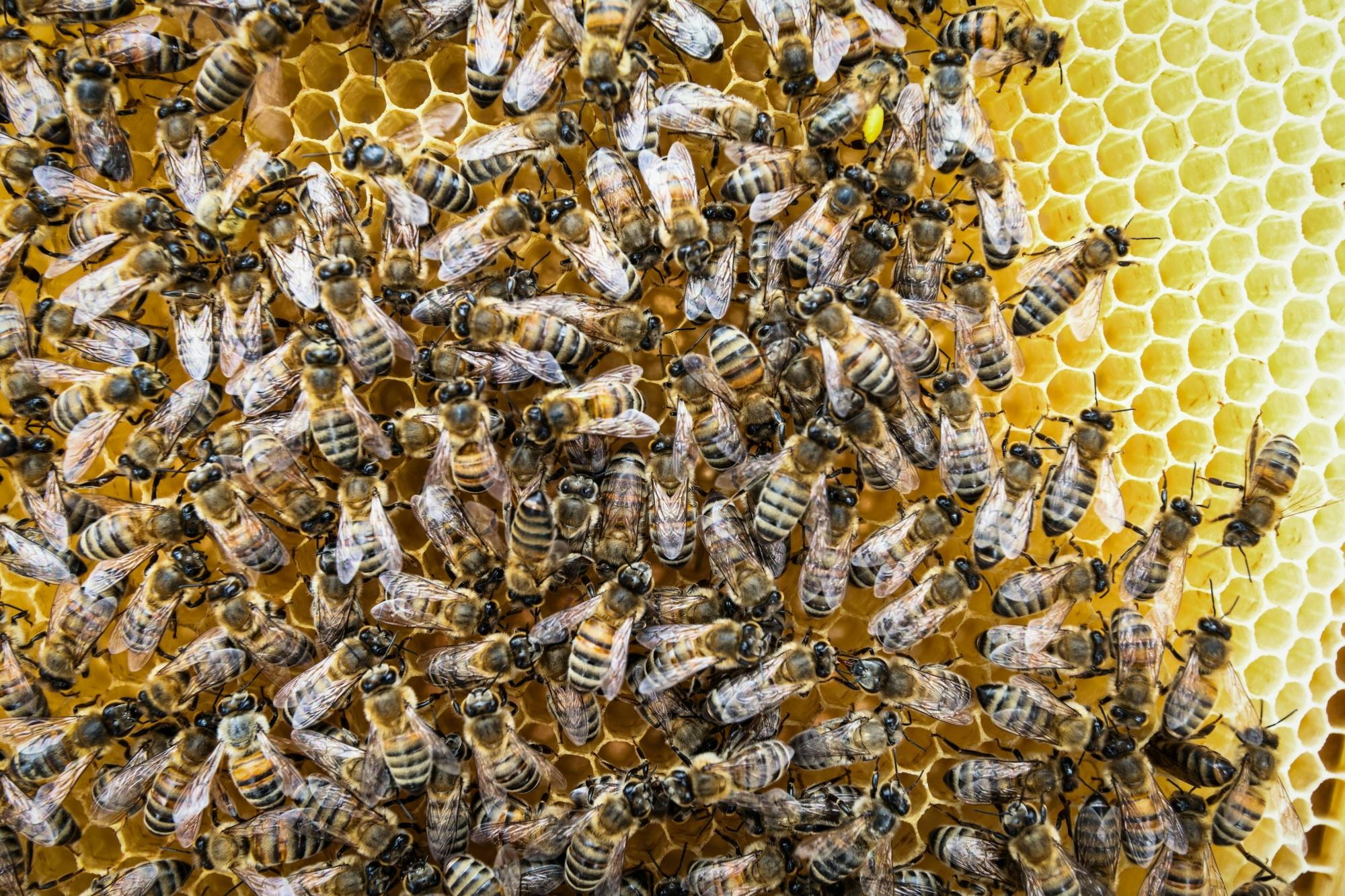 Nat Geo Day Tour: The Fascinating World of Bees