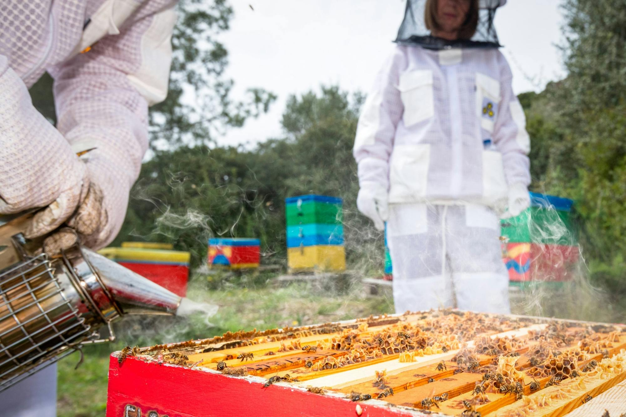 Nat Geo Day Tour: The Fascinating World of Bees