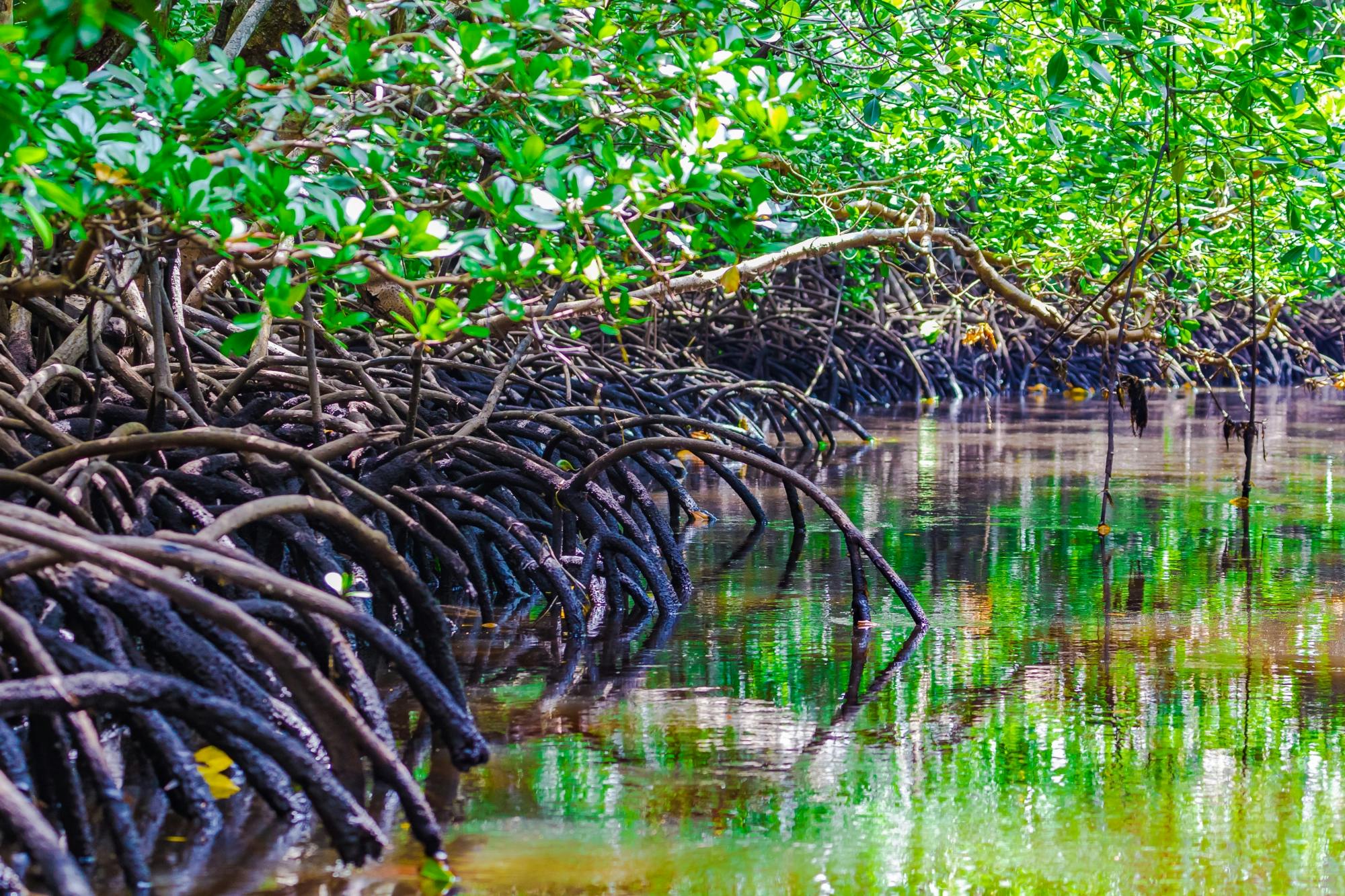 Passeio privado para a Floresta Jozani saindo do The Mora Zanzibar