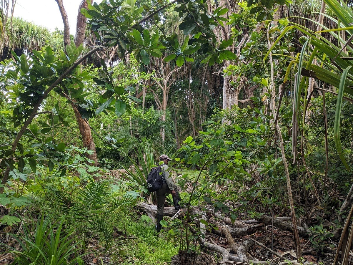 Privétour om te wandelen in het Jozani-woud vanuit The Mora Zanzibar