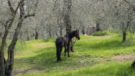 Passeio a cavalo nas colinas de Garda com vista para o lago