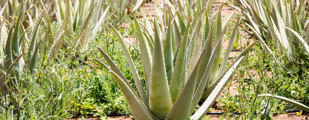 Eastern Majorca Tour with Arta Caves and Aloe Plantation