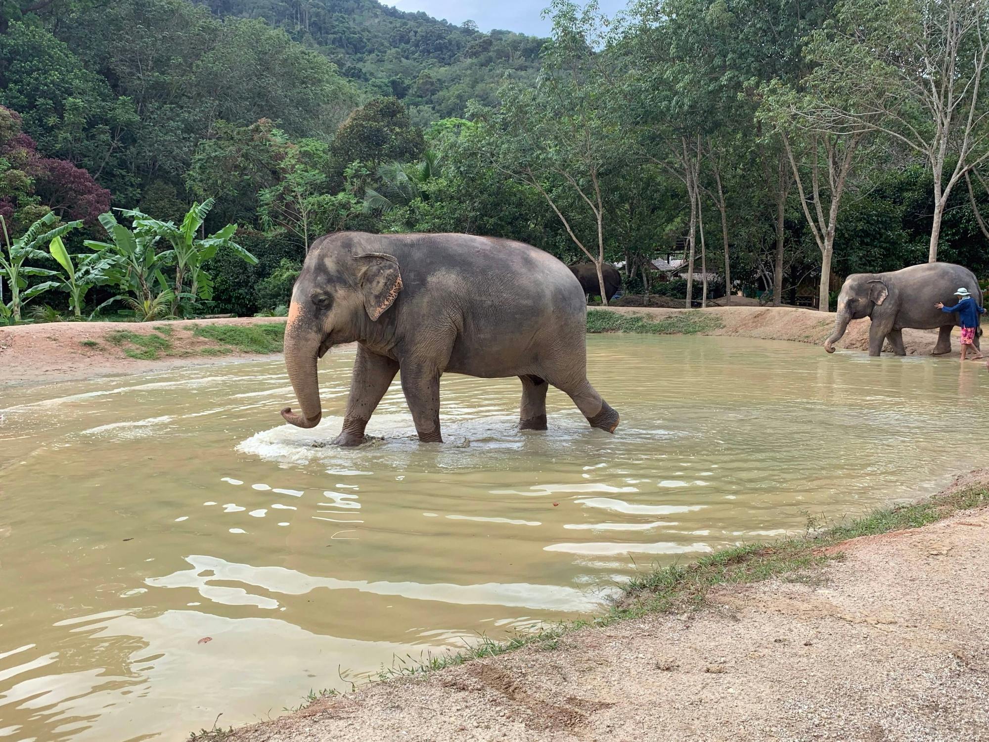 Vierailu norsujen suojelukeskuksessa Phuketissa