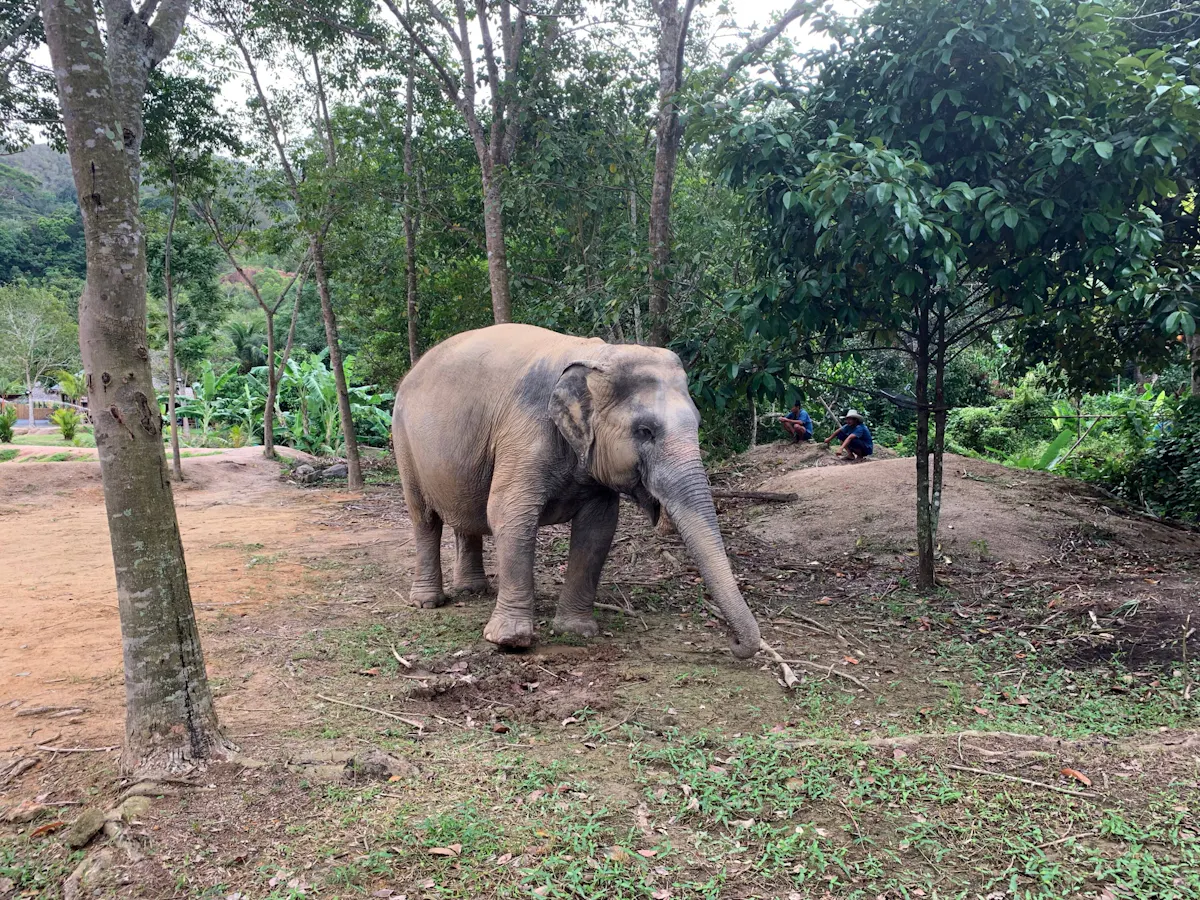 Green Elephant Park Phuket Experience