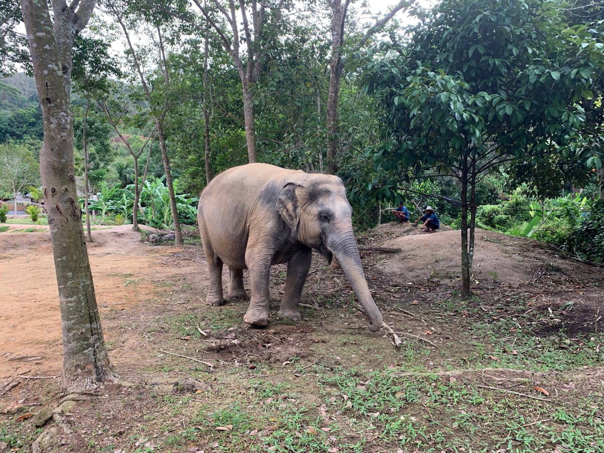 Green Elephant Park Phuket Experience