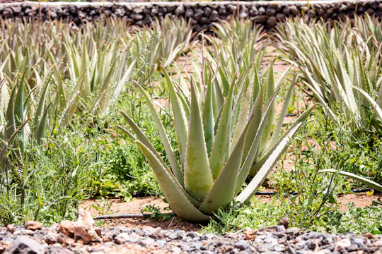 Oost-Mallorca tour met bezoek aan de Arta grotten en een aloë plantage