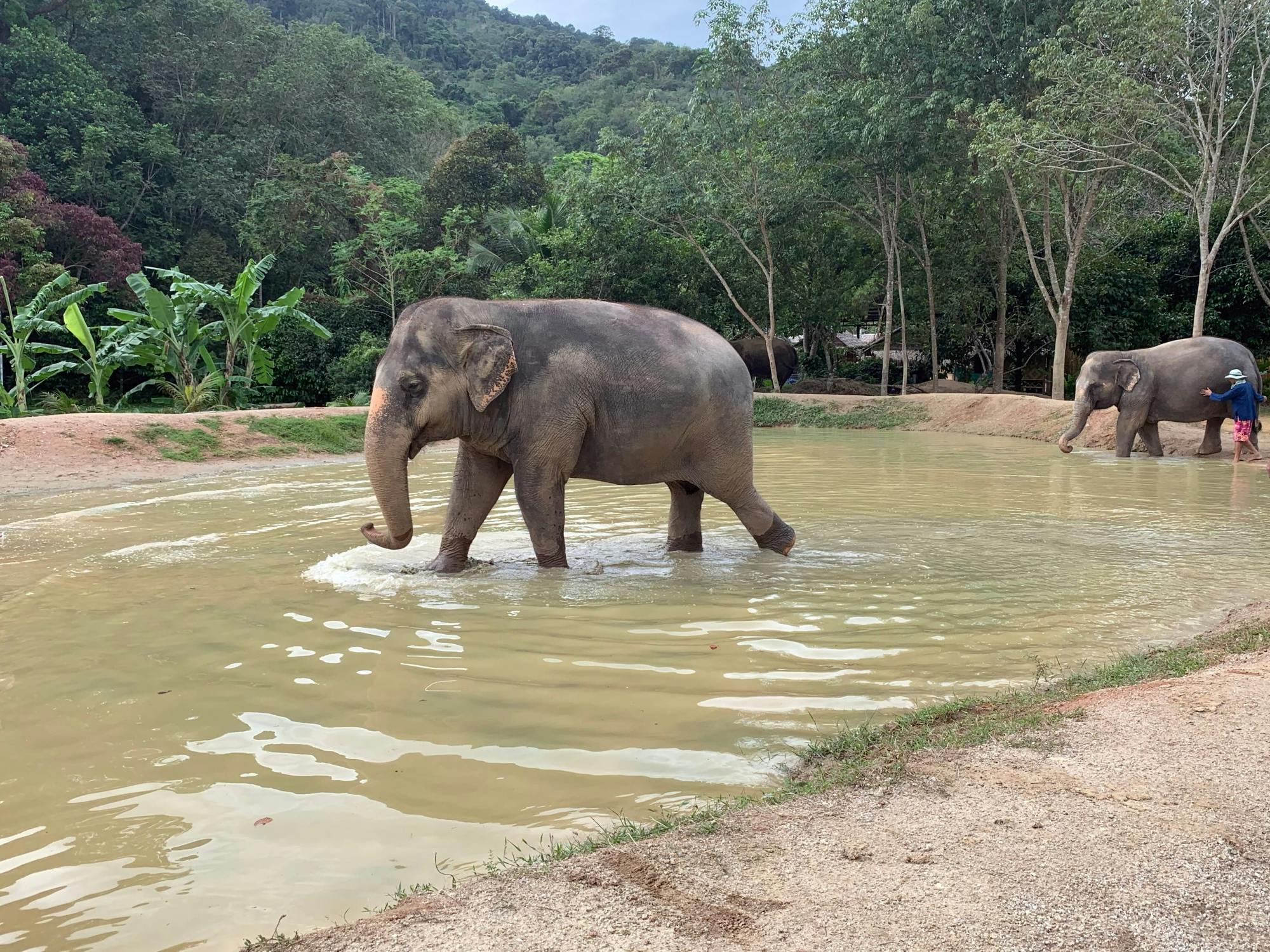 L'esperienza del Parco degli elefanti verdi di Phuket