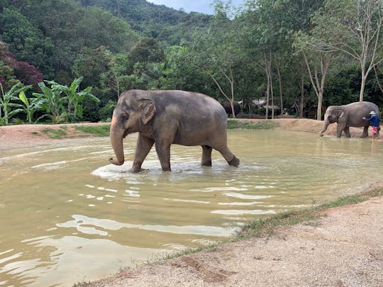 Experiencia en Phuket en el parque de elefantes verdes