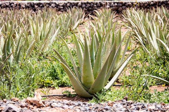 Visite de l'est de Majorque avec les grottes d'Artà et plantation d'aloe vera