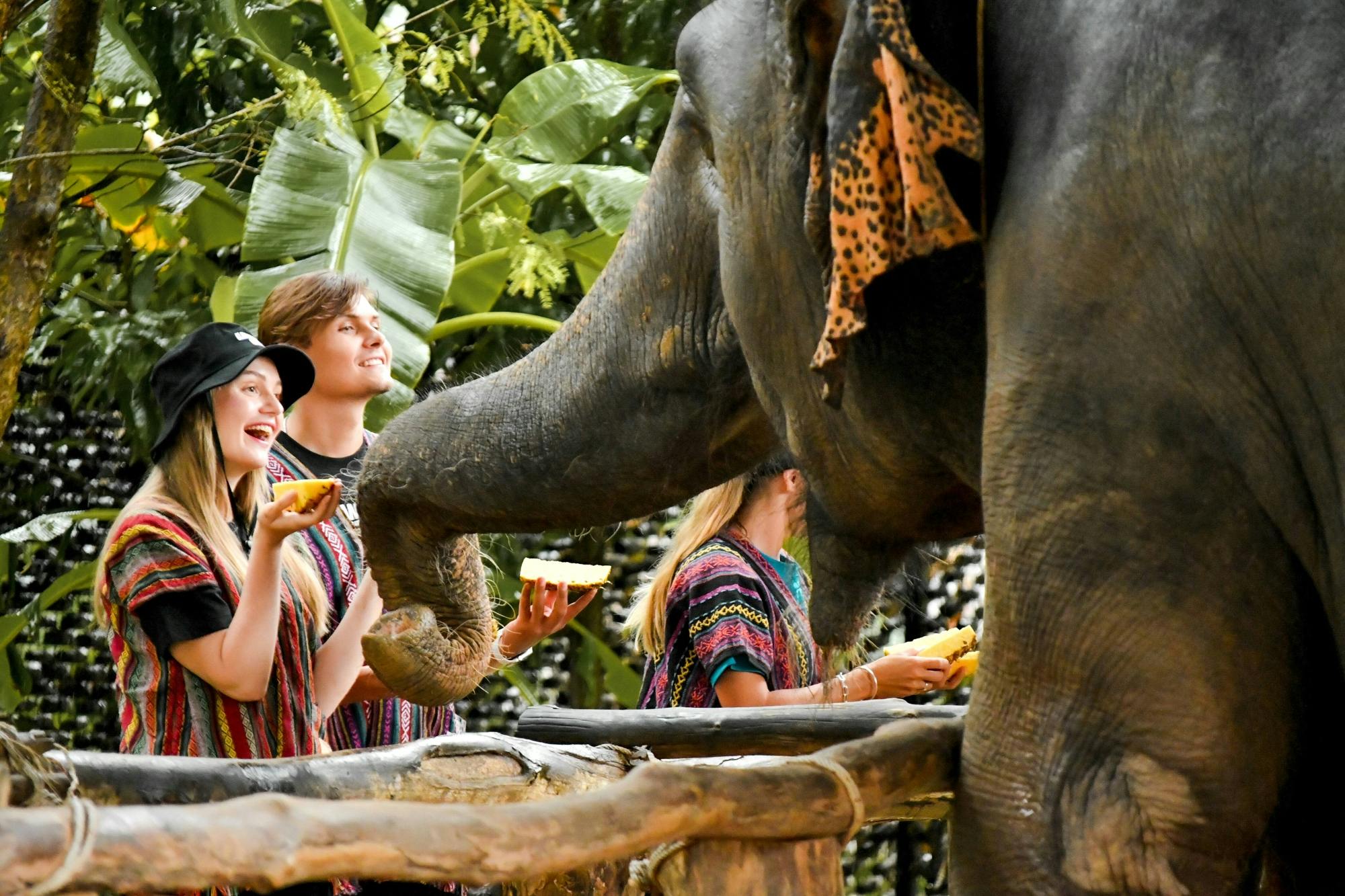 Elefantenfütterung im Elefanten-Dschungel-Schutzgebiet von Phuket aus