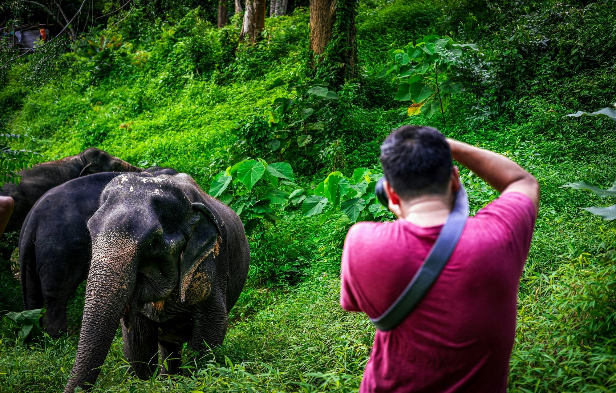 Full-Day Elephant Jungle Sanctuary Walking Tour From Phuket