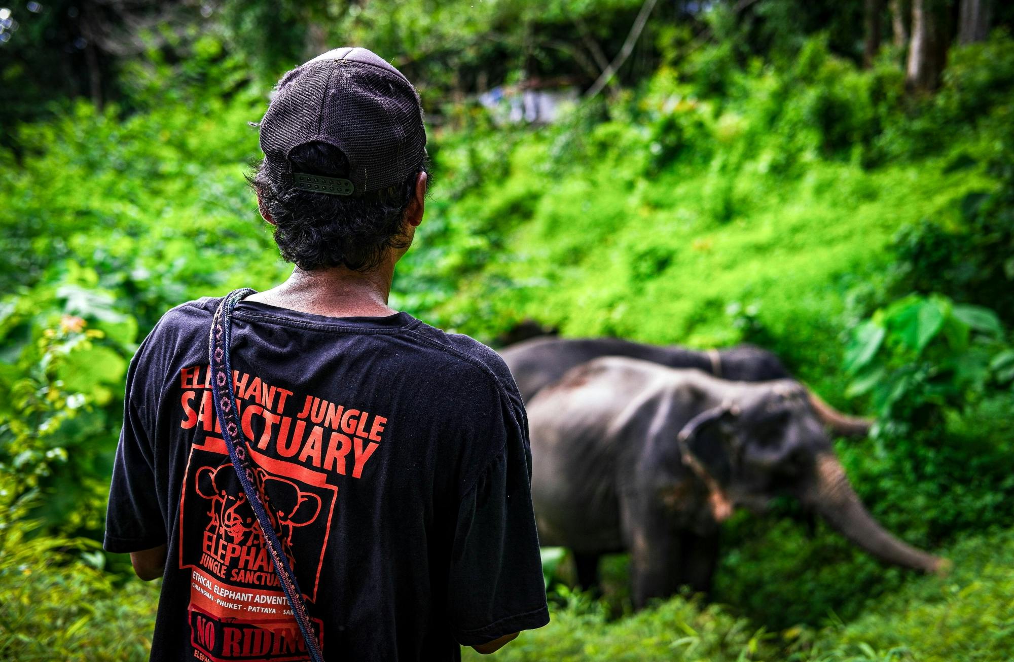 Full-Day Elephant Jungle Sanctuary Walking Tour From Phuket