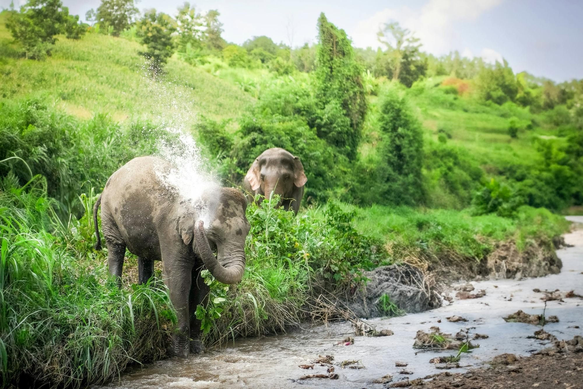 Full-Day Elephant Jungle Sanctuary Walking Tour From Phuket