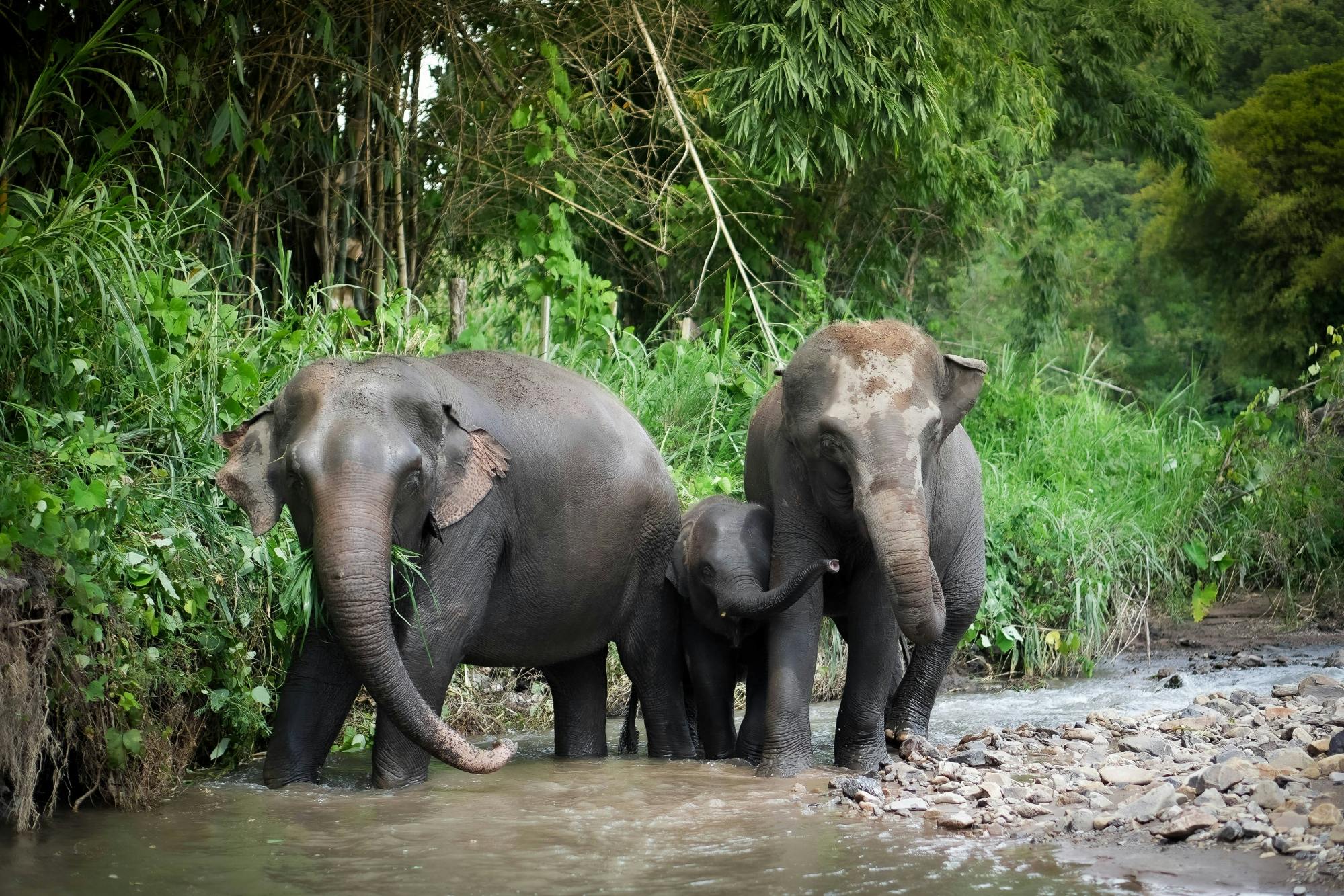 Journée entière de visite à pied du sanctuaire de la jungle des éléphants depuis Phuket