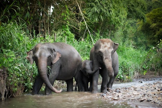 Journée entière de visite à pied du sanctuaire de la jungle des éléphants depuis Phuket