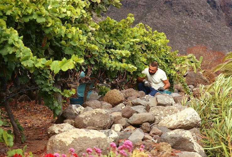 Nat Geo Day Tour: History of Wine in the Canary Islands