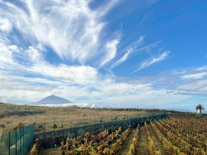 Nat Geo Day Tour: History of Wine in the Canary Islands