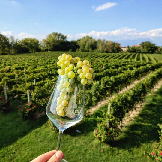 Private Tour to the World of Lugana Wines at Lake Garda