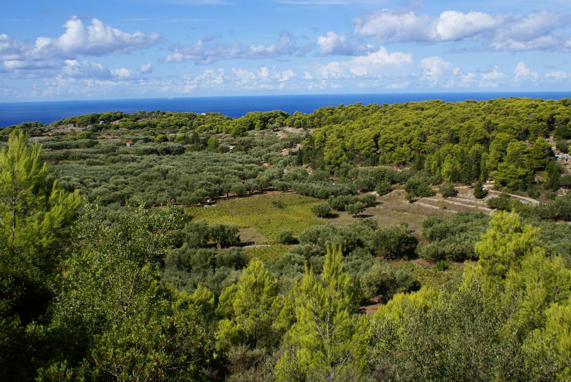 Zante Tour with Blue Caves Boat Trip and Wine Tasting TUI Musement