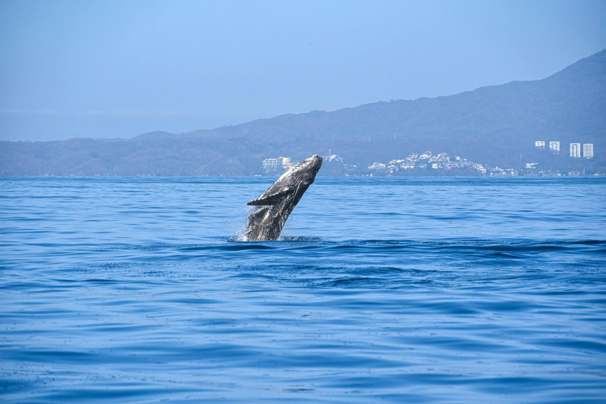 Tour in motoscafo della Baia di Banderas per l'osservazione delle balene con specialista marino