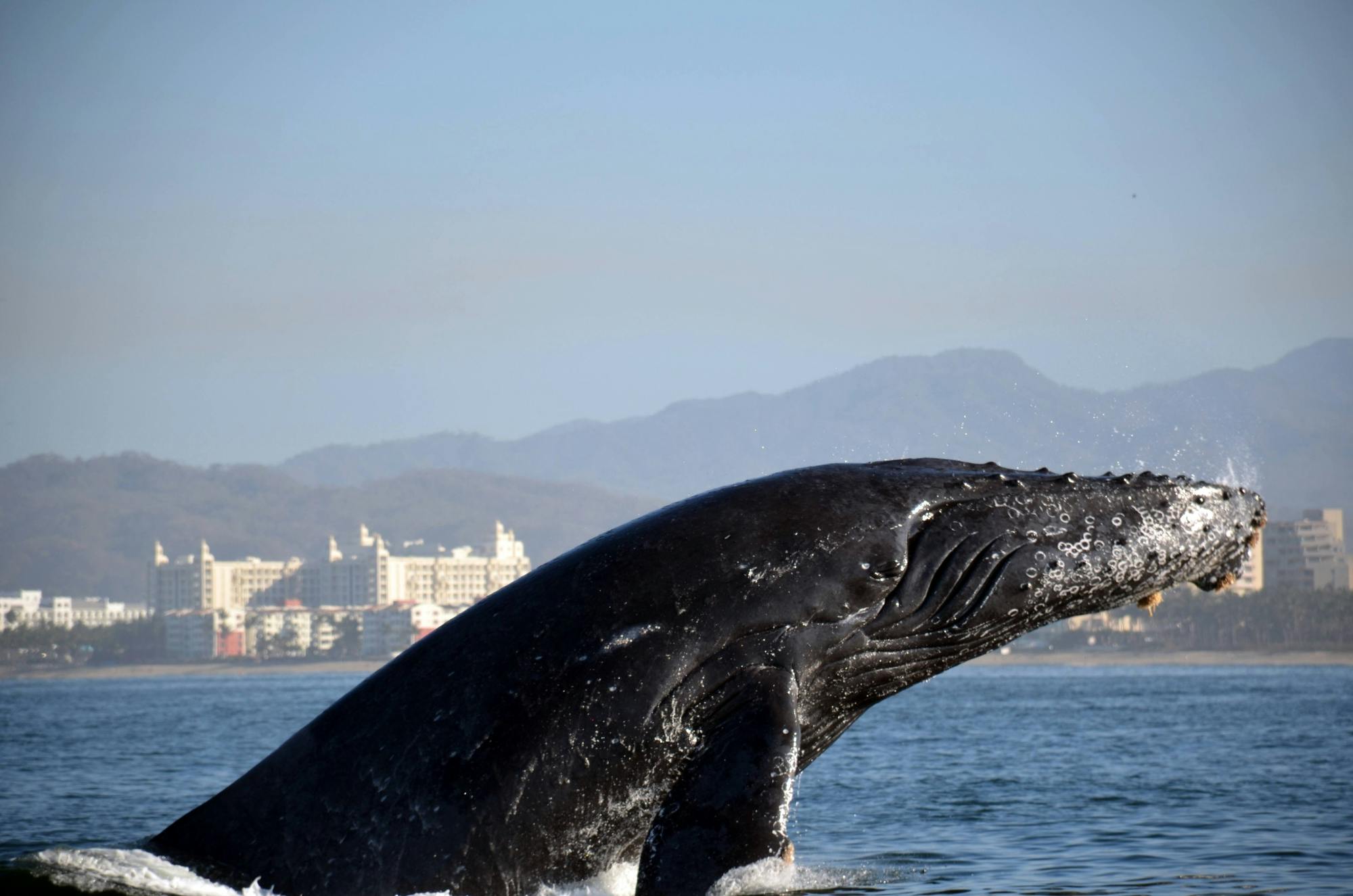 Banderas Bay Whale Watching Speedboat Tour with Marine Specialist