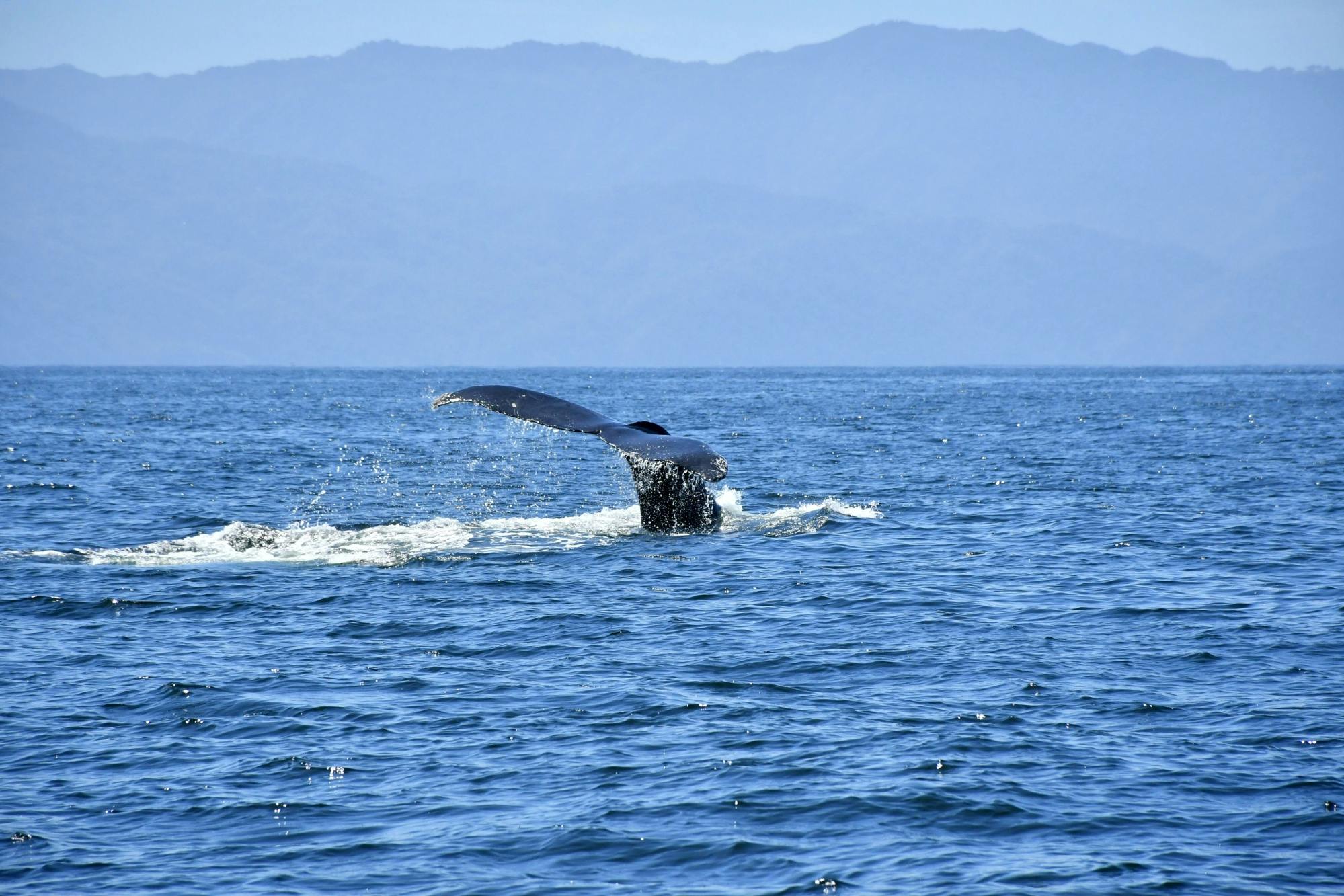 Banderas Bay Whale Watching Speedboat Tour with Marine Specialist