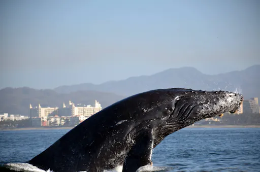 Banderas Bay Whale Watching Speedboat Tour with Marine Specialist
