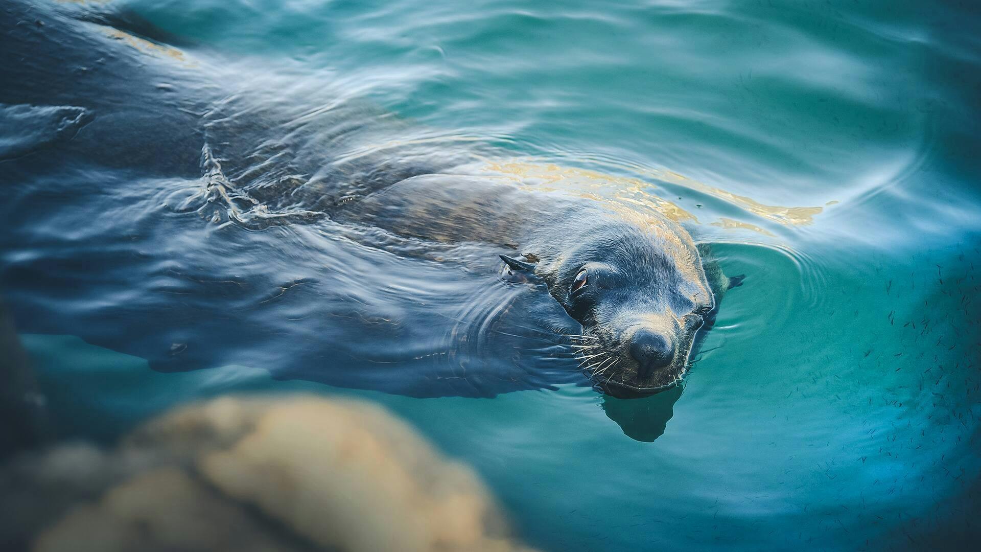 Croisière en bateau à fond de verre à Cabo San Lucas