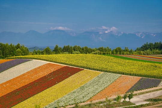 Full-Day Biei, Furano Flower Sea, Ningle Terrace Tour with Lunch