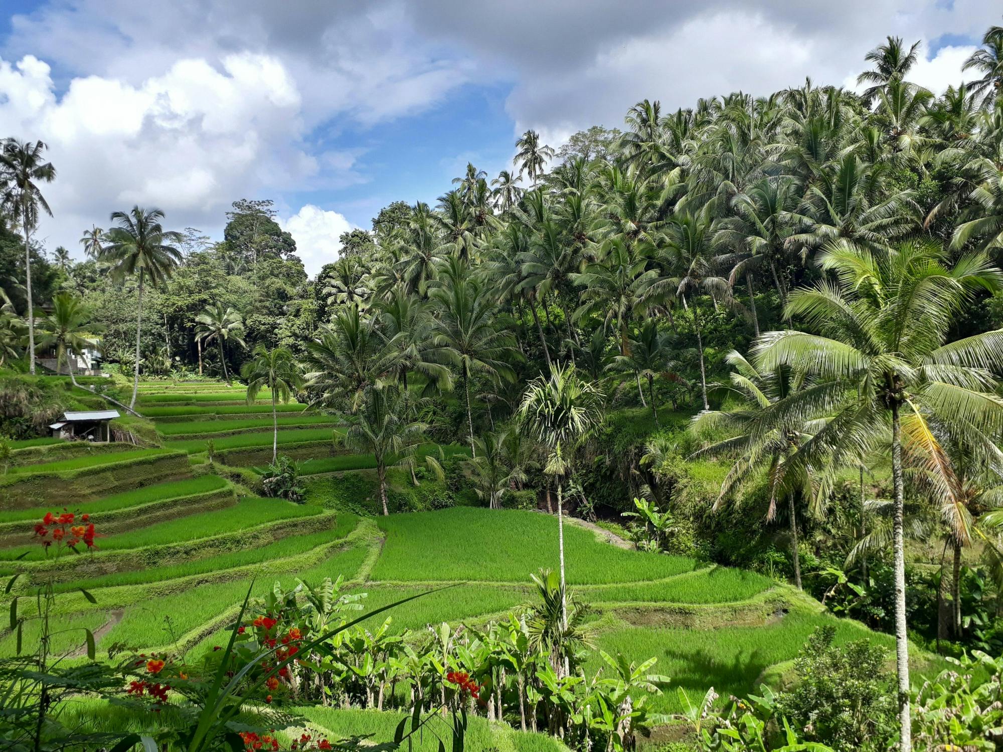 Bali Great Introduction